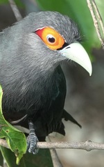 Phaenicophaeus sumatranus