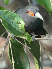 Phaenicophaeus sumatranus