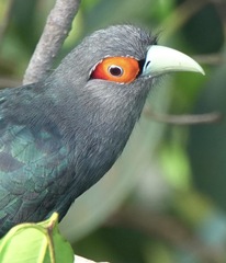 Phaenicophaeus sumatranus