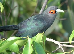 Phaenicophaeus sumatranus