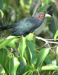 Phaenicophaeus sumatranus