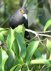 Phaenicophaeus sumatranus