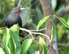 Phaenicophaeus sumatranus