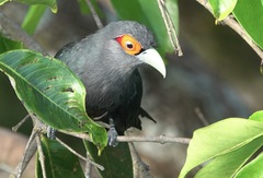 Phaenicophaeus sumatranus