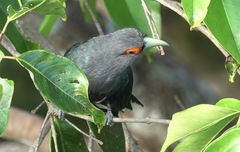 Phaenicophaeus sumatranus