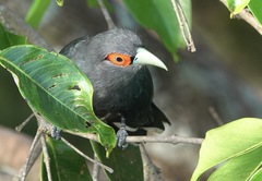 Phaenicophaeus sumatranus