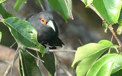 Phaenicophaeus sumatranus