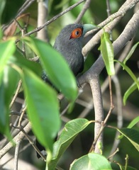 Phaenicophaeus sumatranus