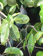 Phaenicophaeus sumatranus