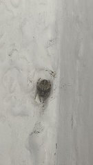 Larinioides cornutus