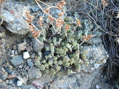 Sedum urvillei