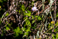 Geranium sparsiflorum