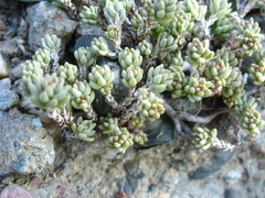 Sedum urvillei