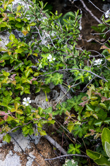 Geranium wakkerstroomianum