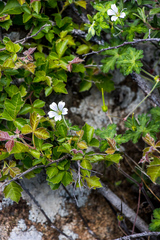 Geranium wakkerstroomianum