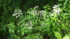 Cicuta maculata maculata