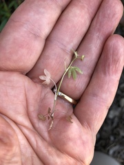 Ranunculus hebecarpus