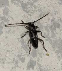 Elaphidion irroratum