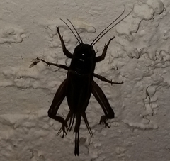 Gryllus firmus