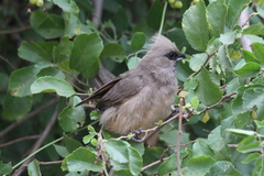 Colius striatus integralis