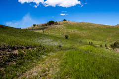 Geranium sparsiflorum