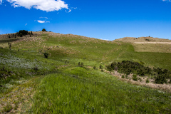 Geranium sparsiflorum