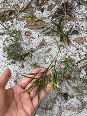 Dichanthelium patentifolium