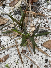 Dichanthelium patentifolium