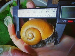 Zachrysia guanensis