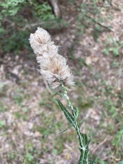 Pterocaulon