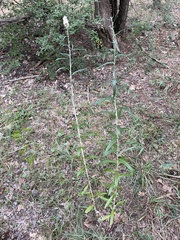 Pterocaulon