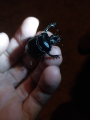 Ceratophyus hoffmannseggi