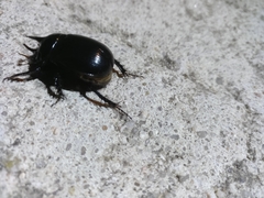 Ceratophyus hoffmannseggi