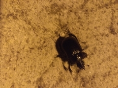 Ceratophyus hoffmannseggi