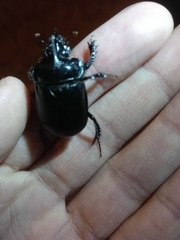 Ceratophyus hoffmannseggi