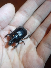 Ceratophyus hoffmannseggi