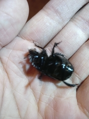 Ceratophyus hoffmannseggi