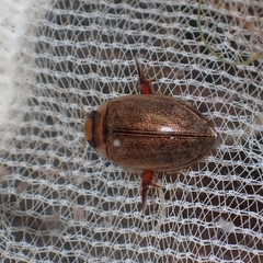 Hydaticus rhantoides