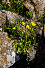 Helichrysum tenax