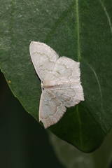 Maxates hemitheoides-lactipuncta-microdonta