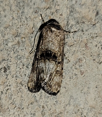Sympistis occata