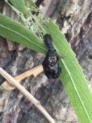 Plagiodera erythroptera