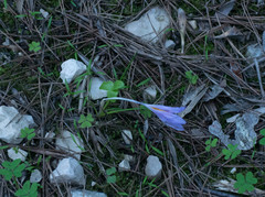 Crocus serotinus