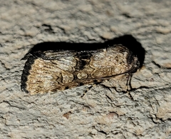 Sympistis occata