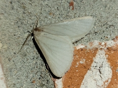 Idia immaculalis