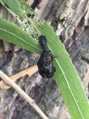 Plagiodera erythroptera