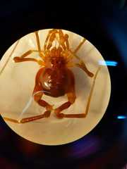 Pachyloides thorellii