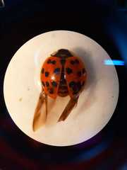 Harmonia axyridis