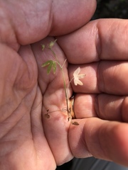 Ranunculus hebecarpus