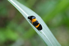 Cosmoscarta abdominalis